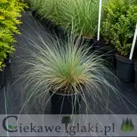Kostrzewa sina SUNRISE 'Miedzianobrody'