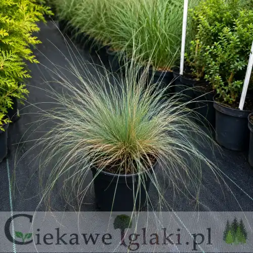 Kostrzewa sina SUNRISE 'Miedzianobrody'