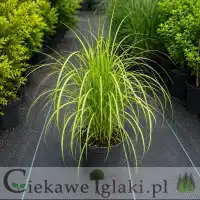 Turzyca palmowa 'Aureovariegata'