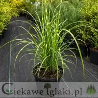 Miskant chiński 'Strictus Dwarf'