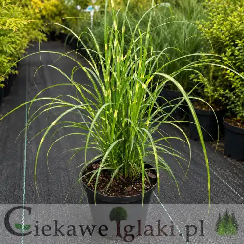 Miskant chiński Strictus Dwarf (Miscanthus sinensis) – karłowy miskant zebrinus