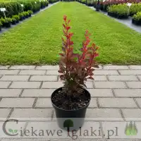 Berberys Thunberga Red Rocket