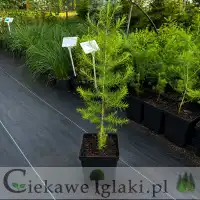 Modrzew europejski
