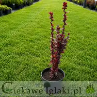 Berberys Thunberga Red Pillar