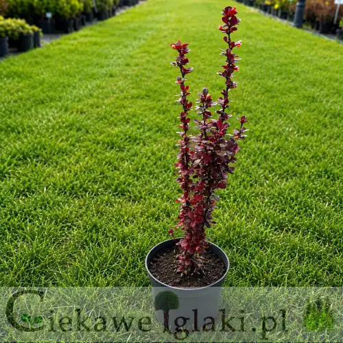 Berberys Thunberga 'Red Pillar' – wąski, kolumnowy berberys o intensywnie czerwonych liściach