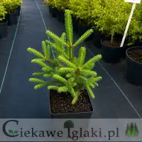 Świerk gruboigłowy