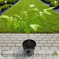 Orzech japoński (Orzech ajlantolistny)