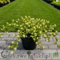 Tawulec pogięty Crispa