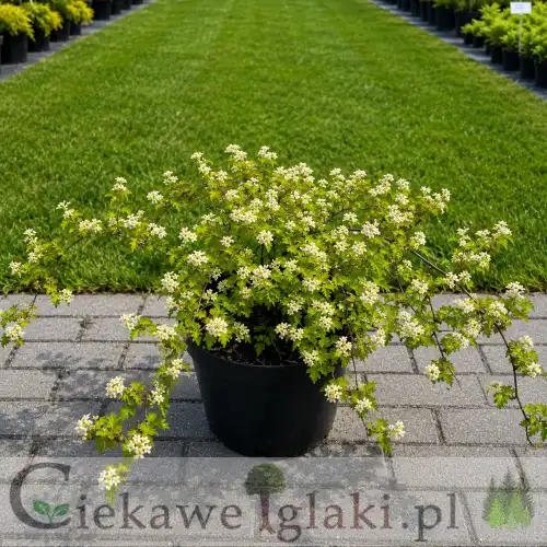 Tawulec pogięty Crispa