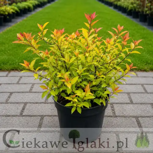 Tawuła japońska Goldflame