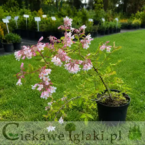 Kolkwicja chińska (Kolkwitzia amabilis) – sadzonka kwitnącego krzewu ozdobnego