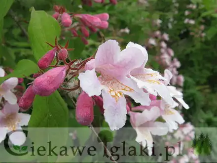 Kolkwicja chińska – efektowny krzew do ogrodu