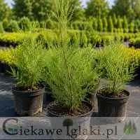 Tamaryszek drobnokwiatowy