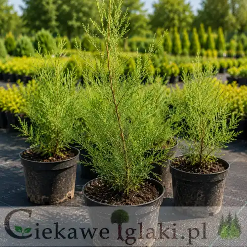 Tamaryszek drobnokwiatowy