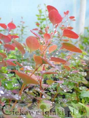 Berberys Thunberga Atropurpurea czerwony krzew ozdobny