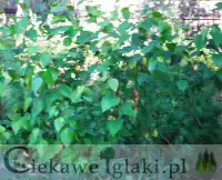 Brzoza brodawkowata Betula pendula 