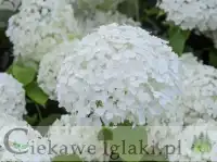 Hortensja krzewiasta Hydrangea arborescens 