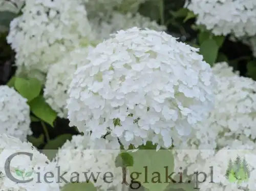 Hortensja krzewiasta Hydrangea arborescens 