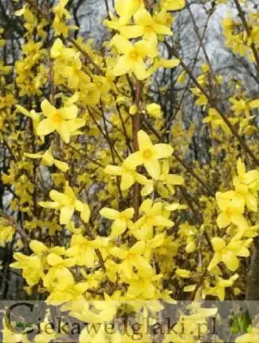 Forsycja pośrednia MINIGOLD Forsythia ×intermedia minigold