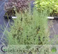 Tamaryszek czteropręcikowy Tamarix parviflora