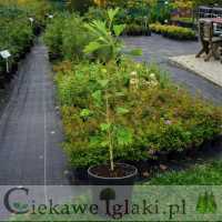 Miłorząb dwuklapowy   