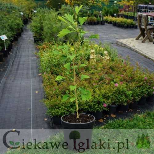 Miłorząb dwuklapowy   