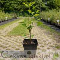 Miłorząb dwuklapowy