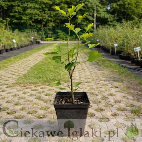 Miłorząb chiński.jpg