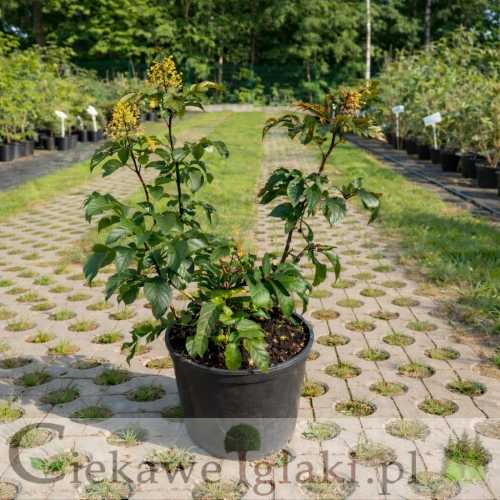 mahonia pospolita.jpg