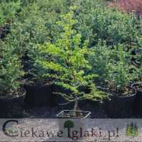 Modrzew Dahurski Ruprechta 