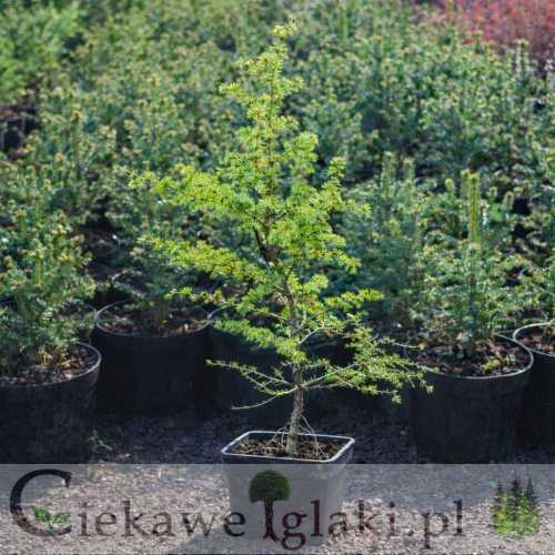 Modrzew Dahurski Ruprechta 