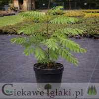 Orzech japoński (Orzech ajlantolistny)