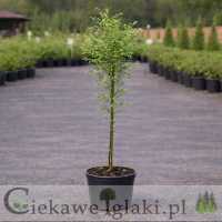 Perełkowiec japoński