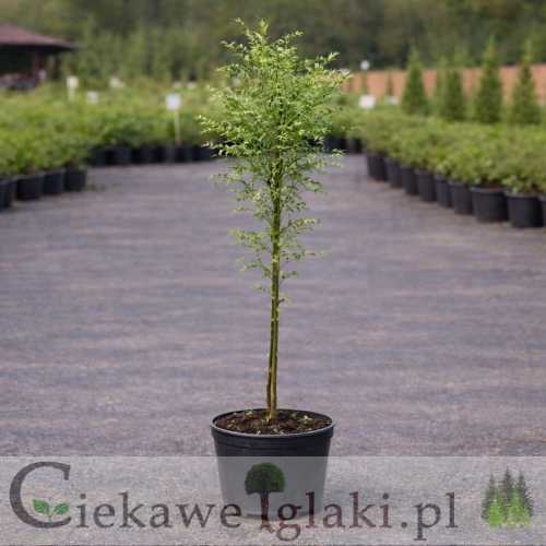 Perełkowiec japoński