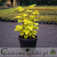 Pęcherznica kalinolistna Dart's Gold