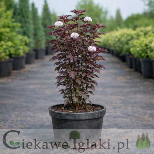 Pęcherznica kalinolistna Purpureus.jpg