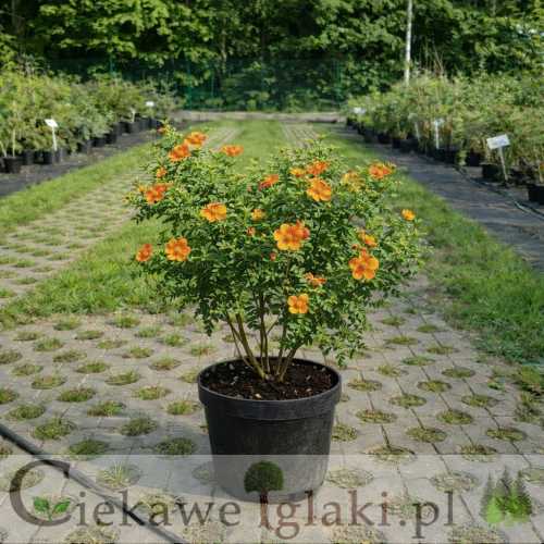 Pięciornik krzewiasty Hopleys Orange.jpg