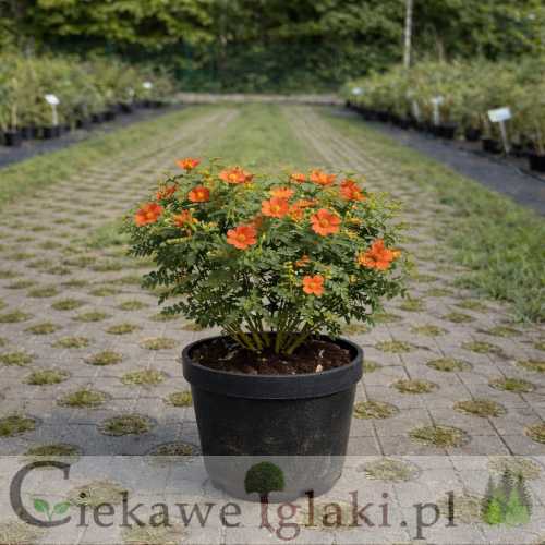 Pięciornik krzewiasty Red Ace.jpg