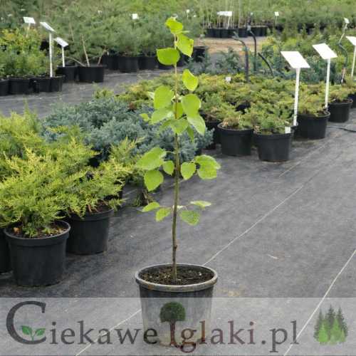 lipa drobnolistna.jpg