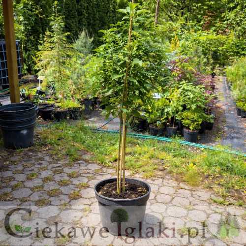 Lilak zwisający1.jpg