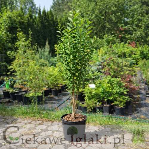 Ligustr pospolity 1.jpg