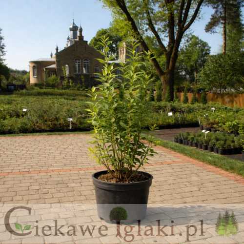 Ligustr pospolity.jpg