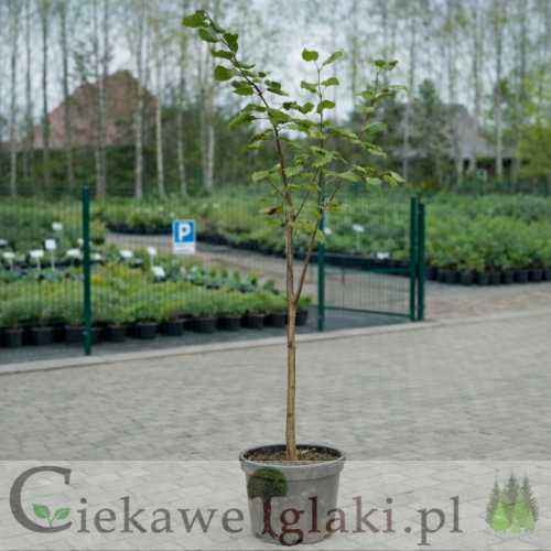 Leszczyna turecka.jpg