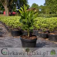 Laurowiśnia kaukaska