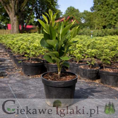 Laurowiśnia kaukaska.jpg