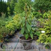 Kalina sztywnolistna