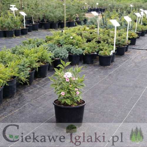 krzewuszka cudowna Nana Variegata.jpg