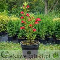 Krzewuszka cudowna Red Prince