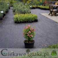 Krzewuszka cudowna Rosea