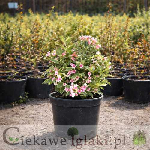 Krzewuszka cudowna Suzanne.jpg